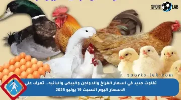 تفاوت جديد في أسعار الفراخ والدواجن والبيض والبانية.. تعرف على الأسعار اليوم السبت 19 يوليو 2025